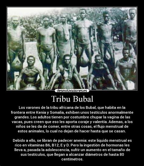 tribu testiculos grandes|Tribu Bubal » Testículos Gigantes, Dieta Menstrual y。